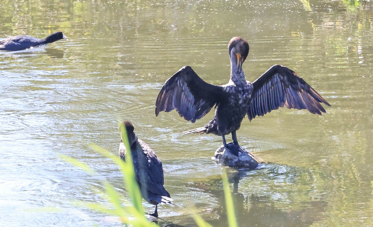 Double-crested Cormorant - ML641098220