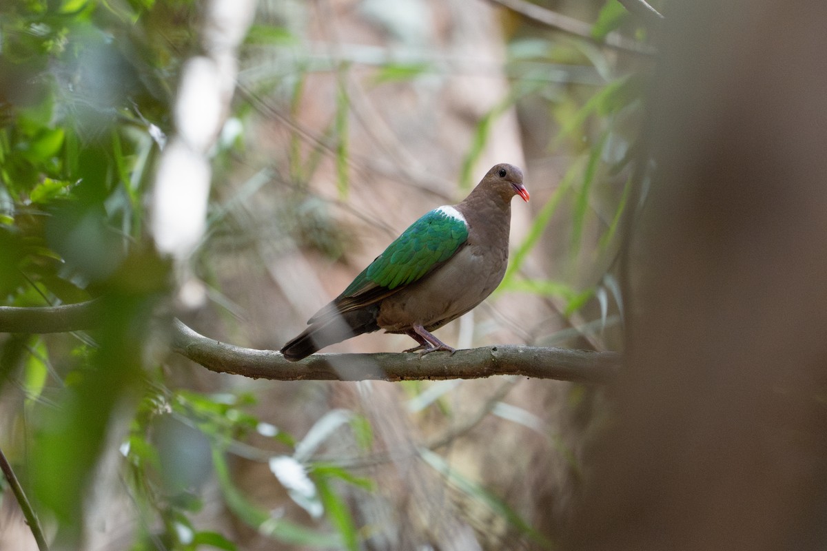 Pacific Emerald Dove - ML641098233