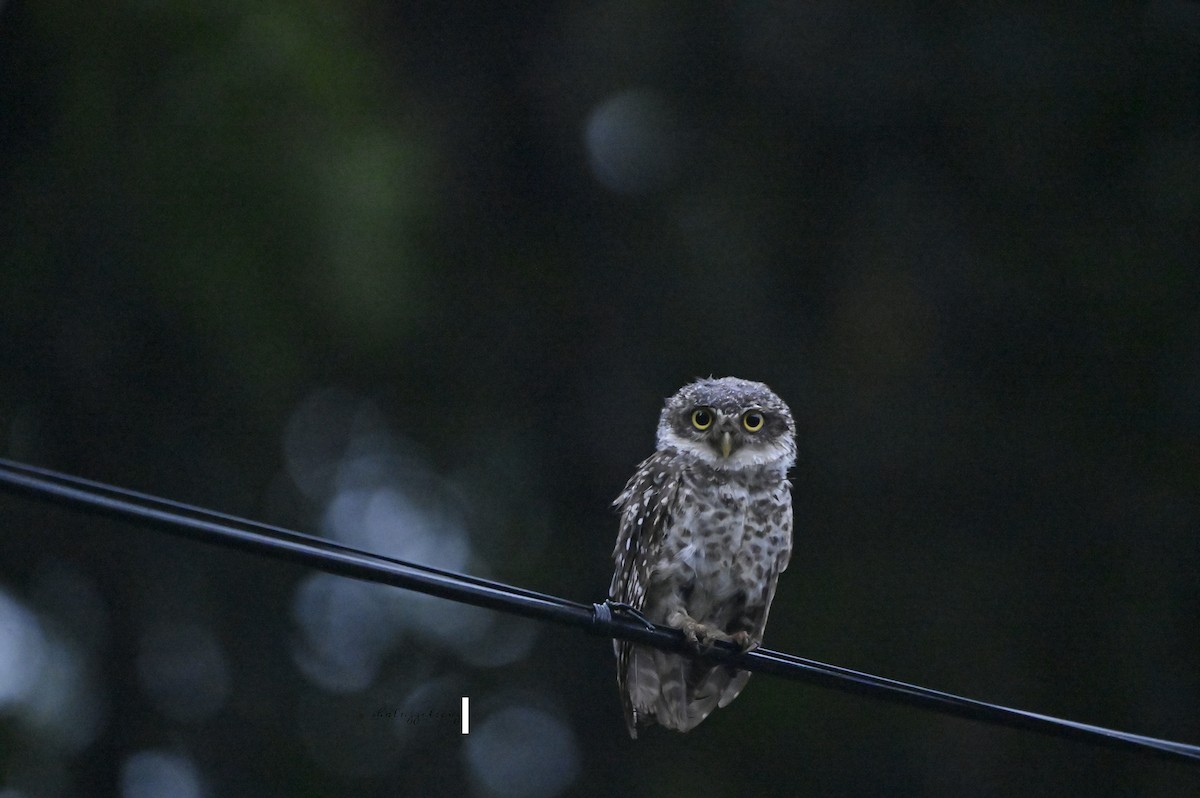 Spotted Owlet - ML641098244