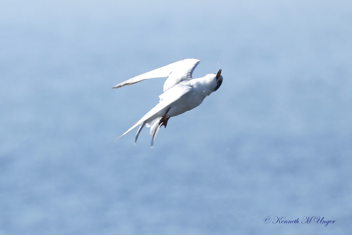 Forster's Tern - ML641098245