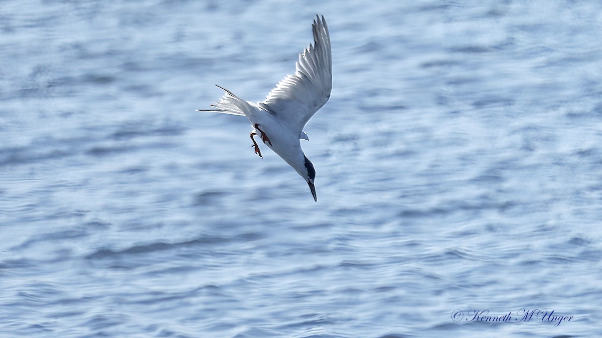 Forster's Tern - ML641098246