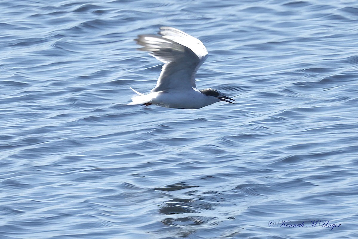 Forster's Tern - ML641098247