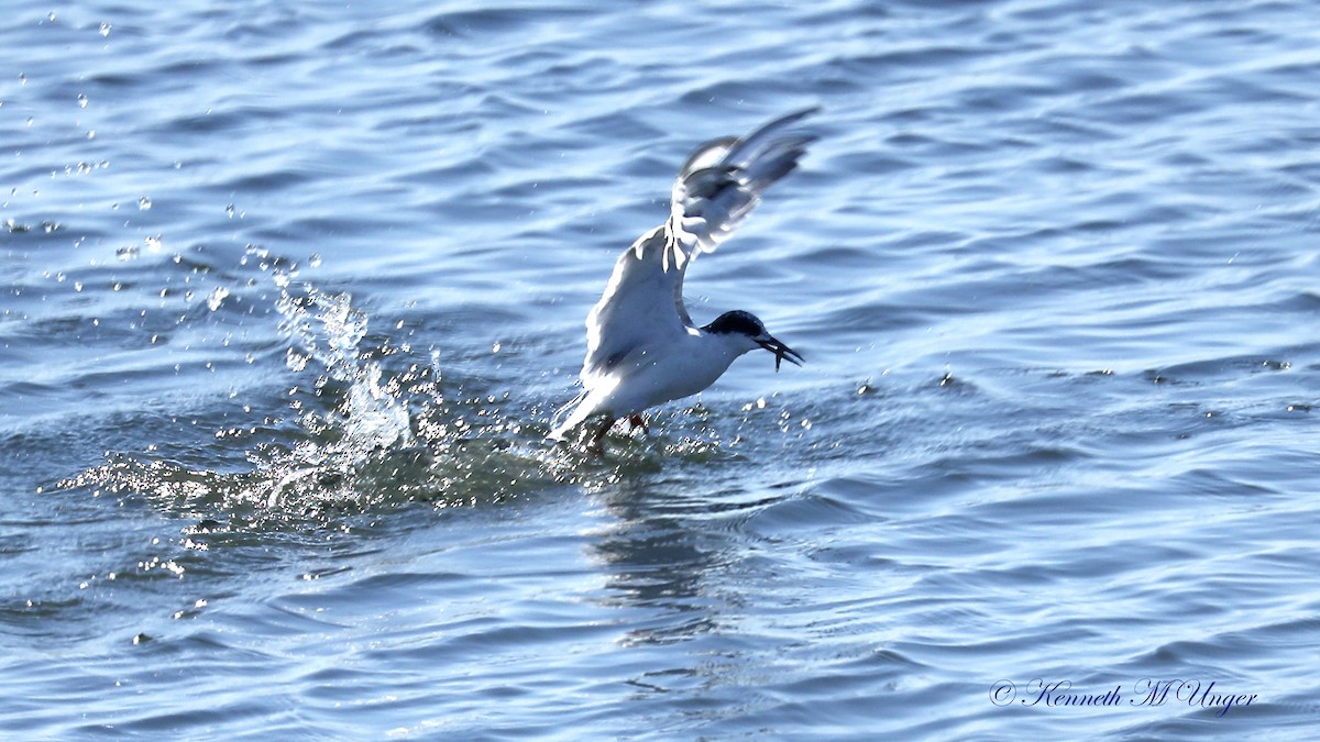 Forster's Tern - ML641098248