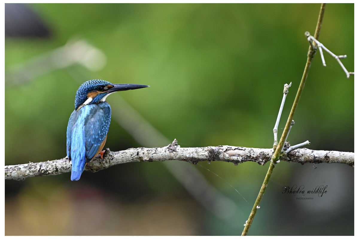 Common Kingfisher - ML641098249