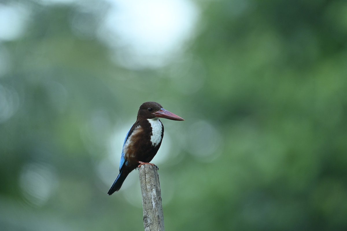 White-throated Kingfisher - ML641098254
