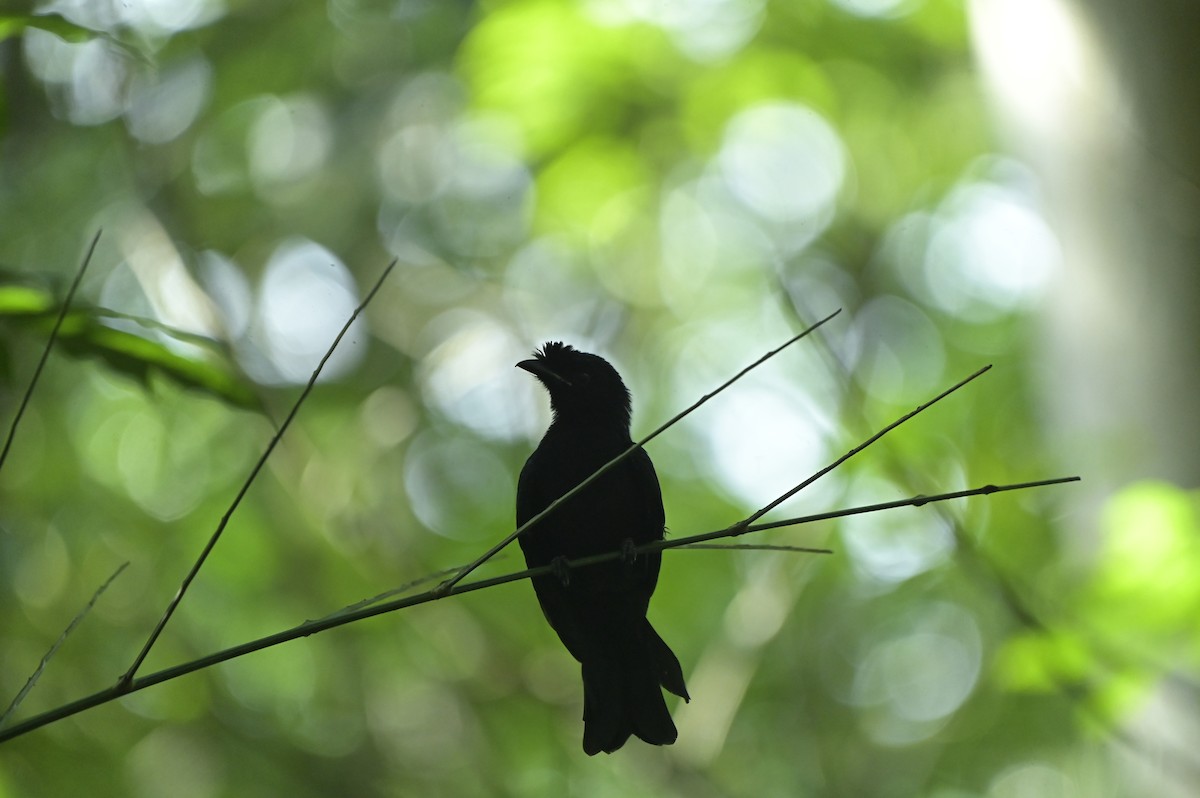 Black Drongo - ML641098259