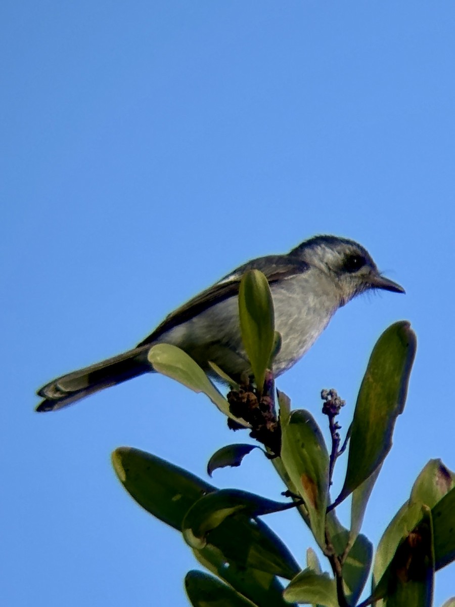 White-eared Monarch - ML641098264