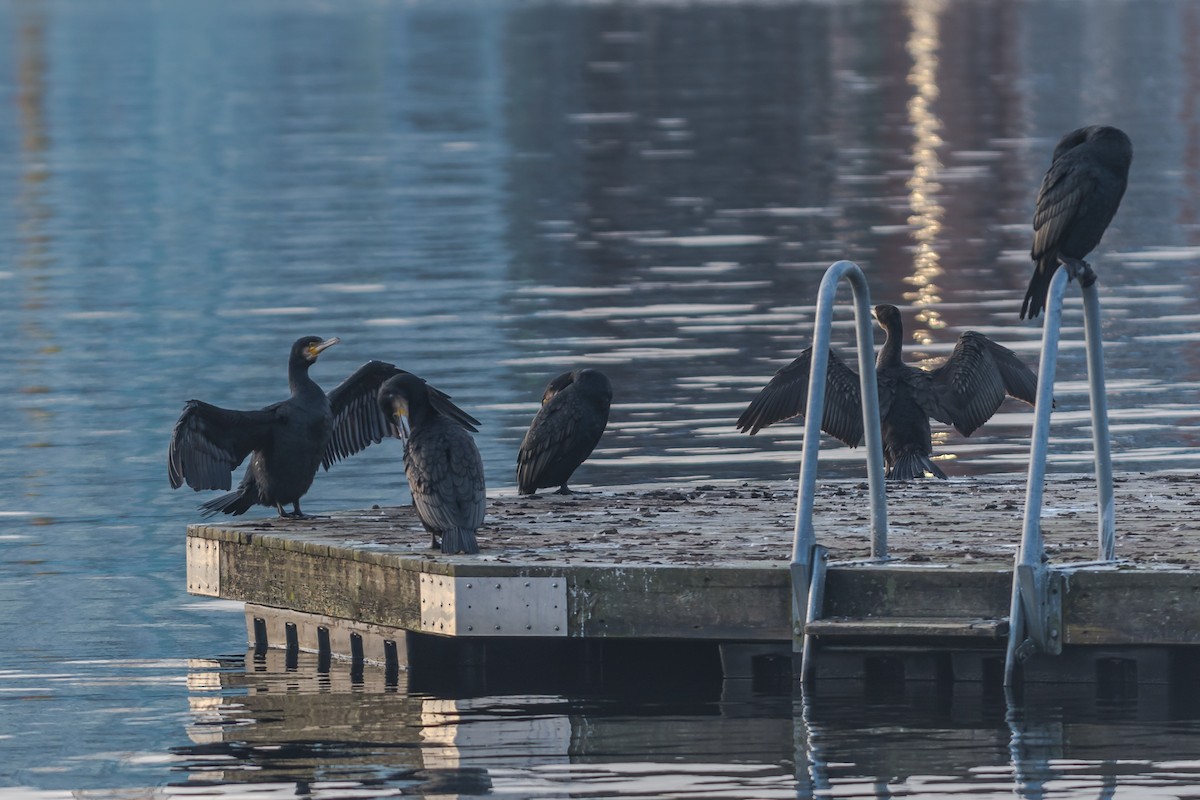 Grand Cormoran - ML641098266