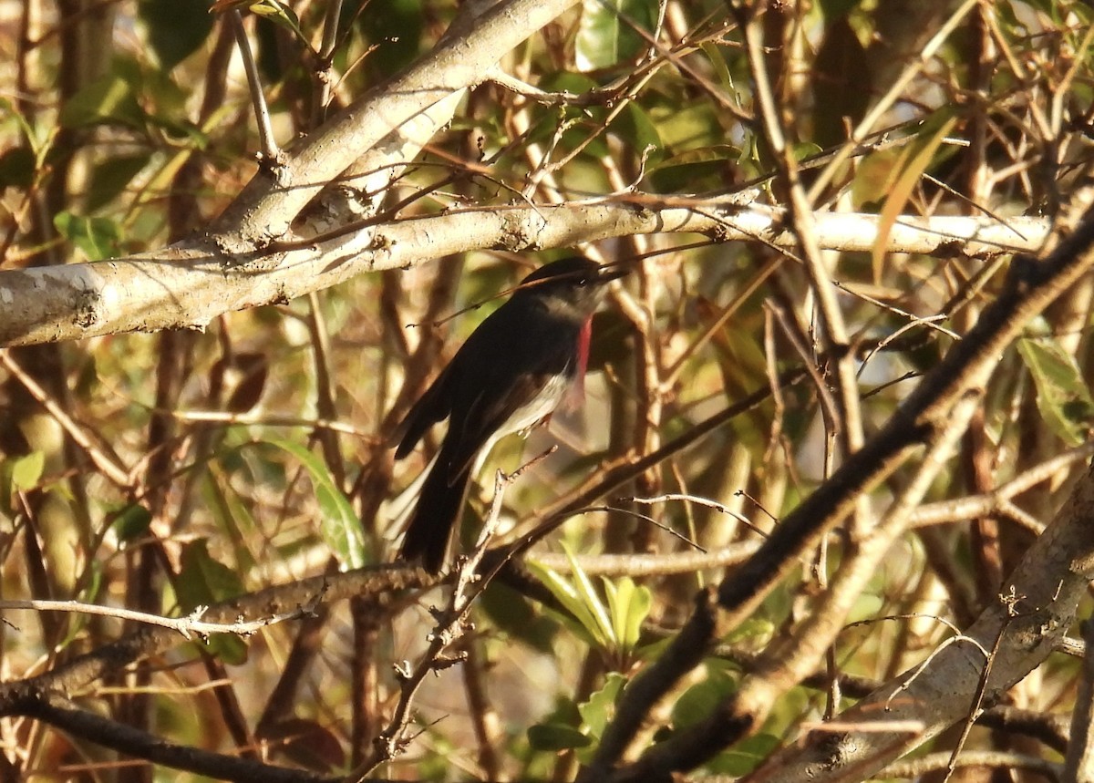 Rose Robin - ML641098276