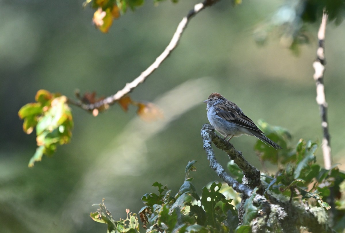 Chipping Sparrow - ML641098282