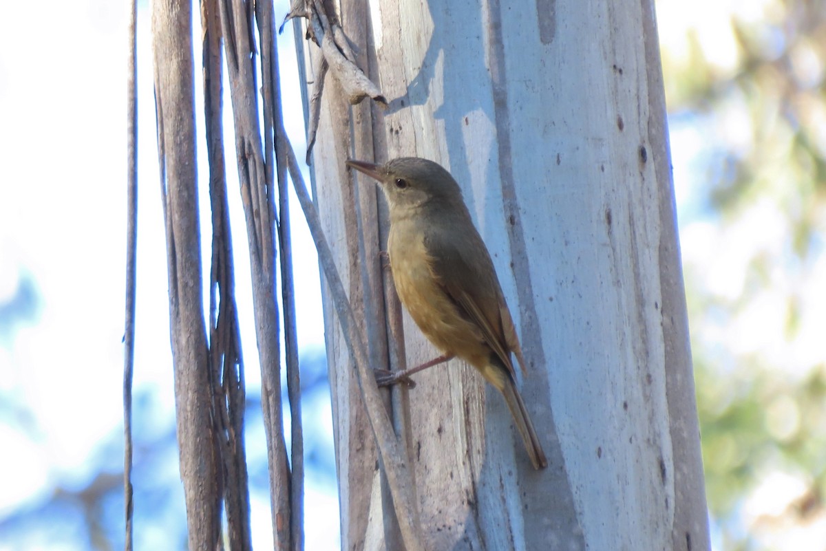 Rufous Shrikethrush - ML641098293