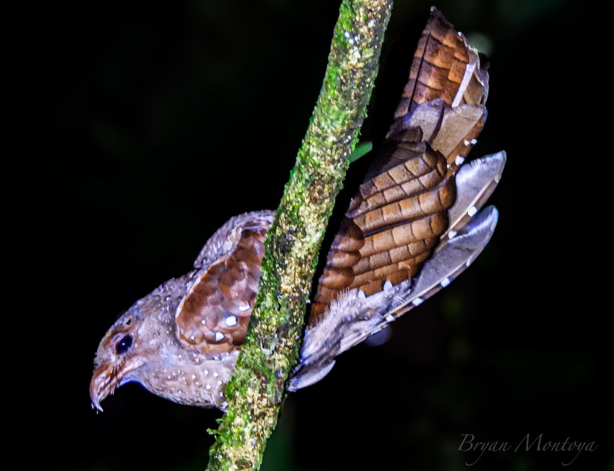 Oilbird - ML641098299