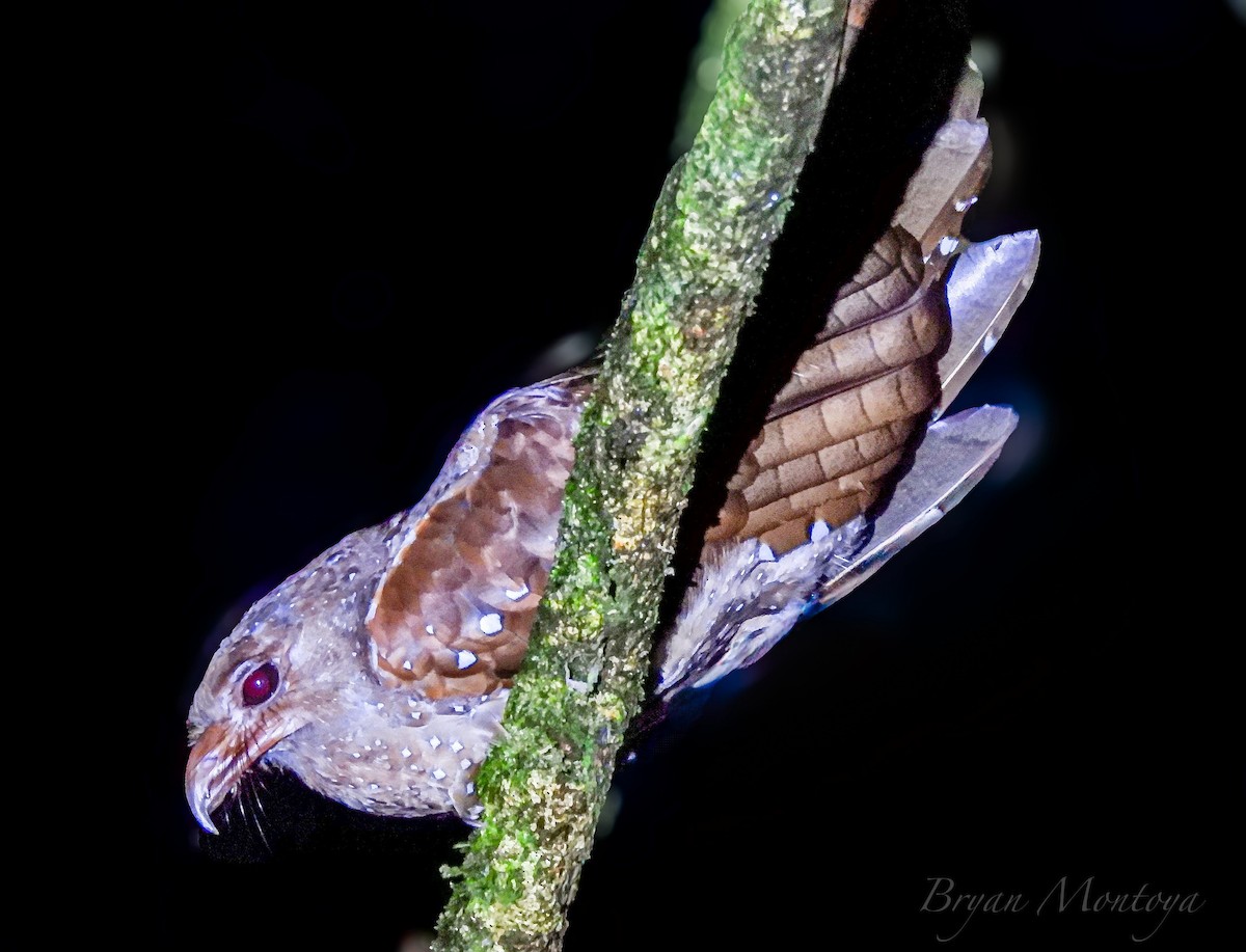 Oilbird - ML641098300