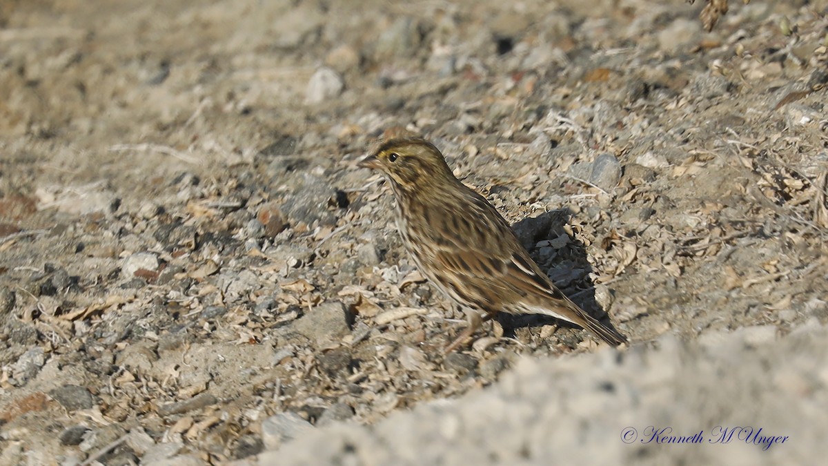 Savannah Sparrow (Belding's) - ML641098349