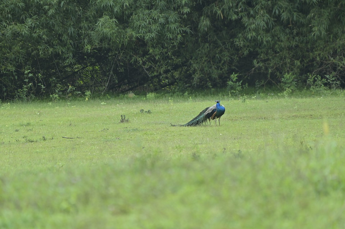 Indian Peafowl - ML641098355