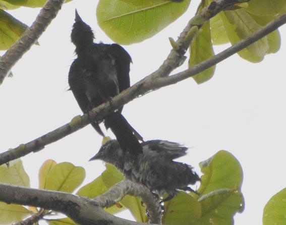 Asian Glossy Starling - ML641098360