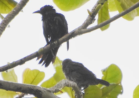 Asian Glossy Starling - ML641098361