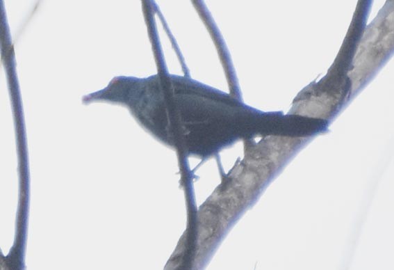 Asian Glossy Starling - ML641098362