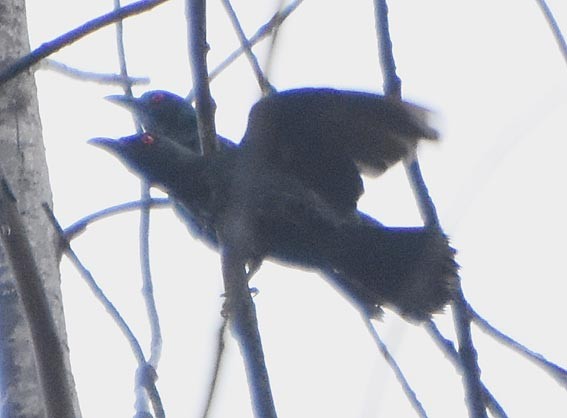 Asian Glossy Starling - ML641098363