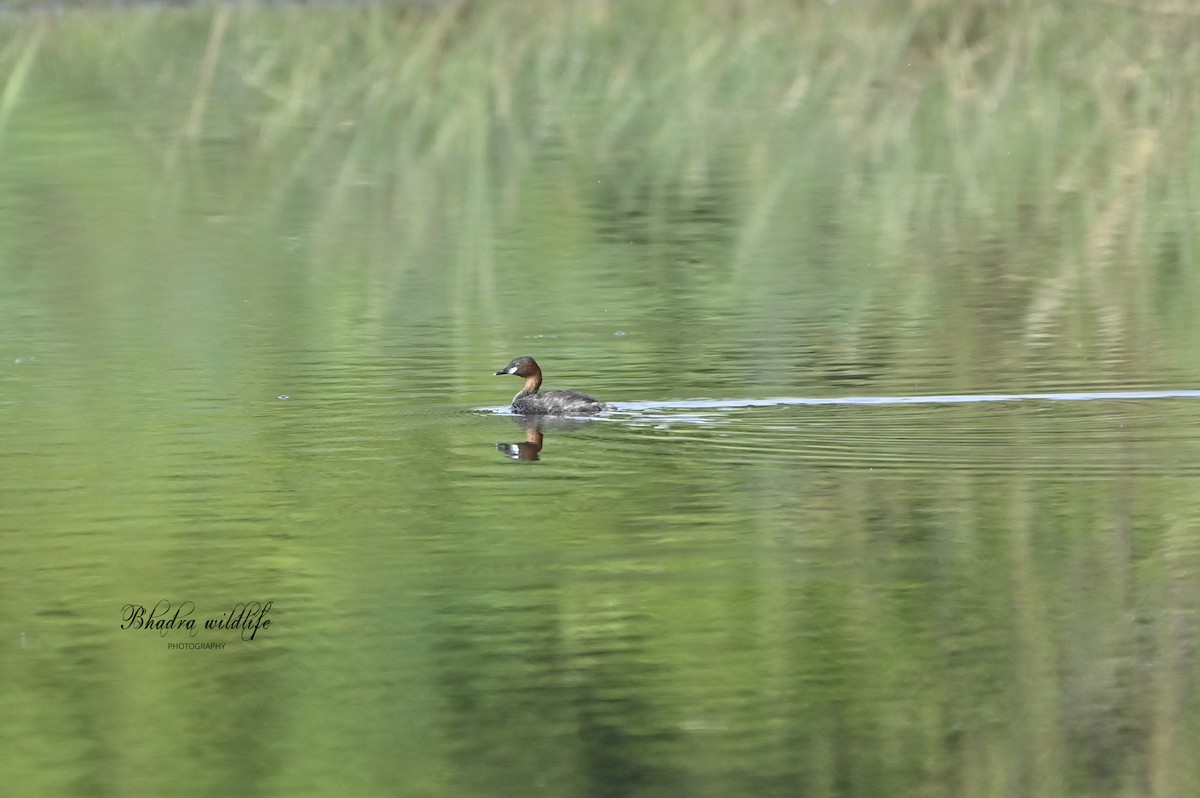 Little Grebe - ML641098391