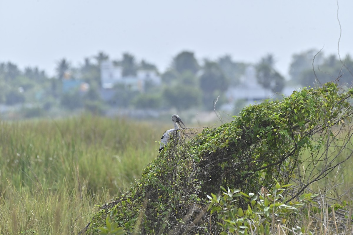 Asian Openbill - ML641098394