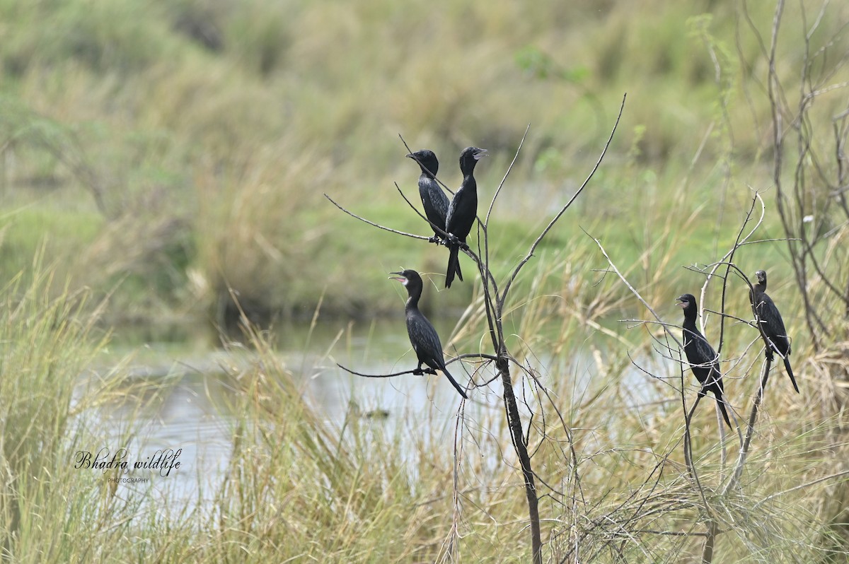 Little Cormorant - ML641098396