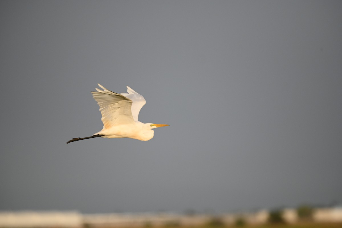 Great Egret - ML641098397