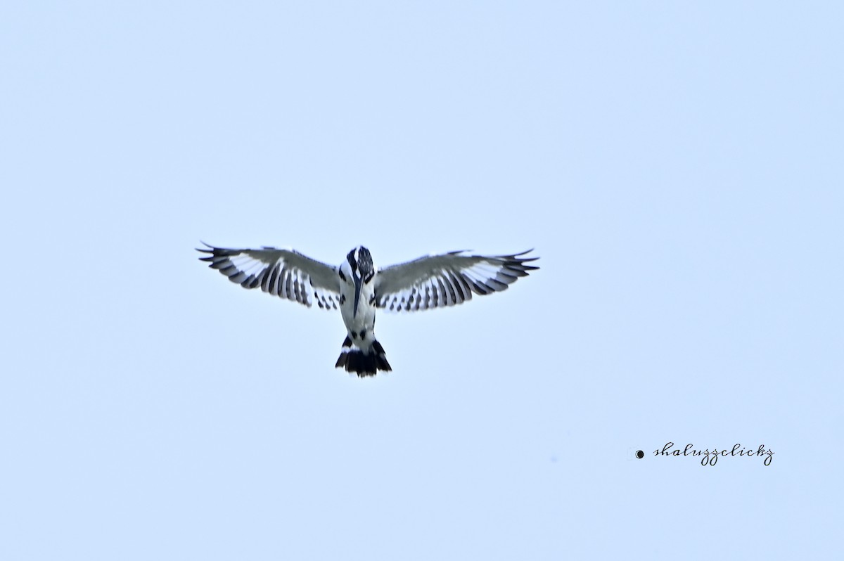 Pied Kingfisher - ML641098399