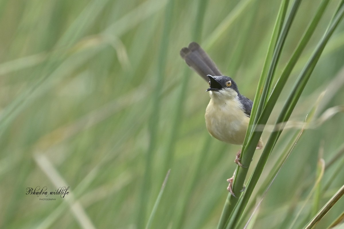 Ashy Prinia - ML641098402