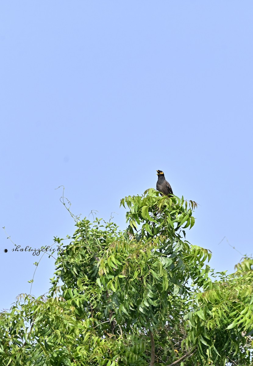 Common Myna - ML641098403