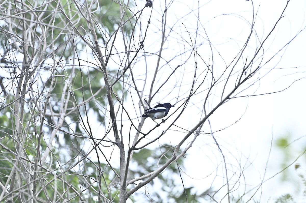 Oriental Magpie-Robin - ML641098405