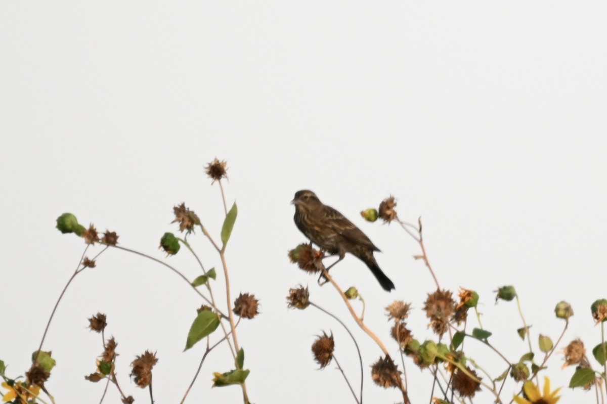 Red-winged Blackbird - ML641098406