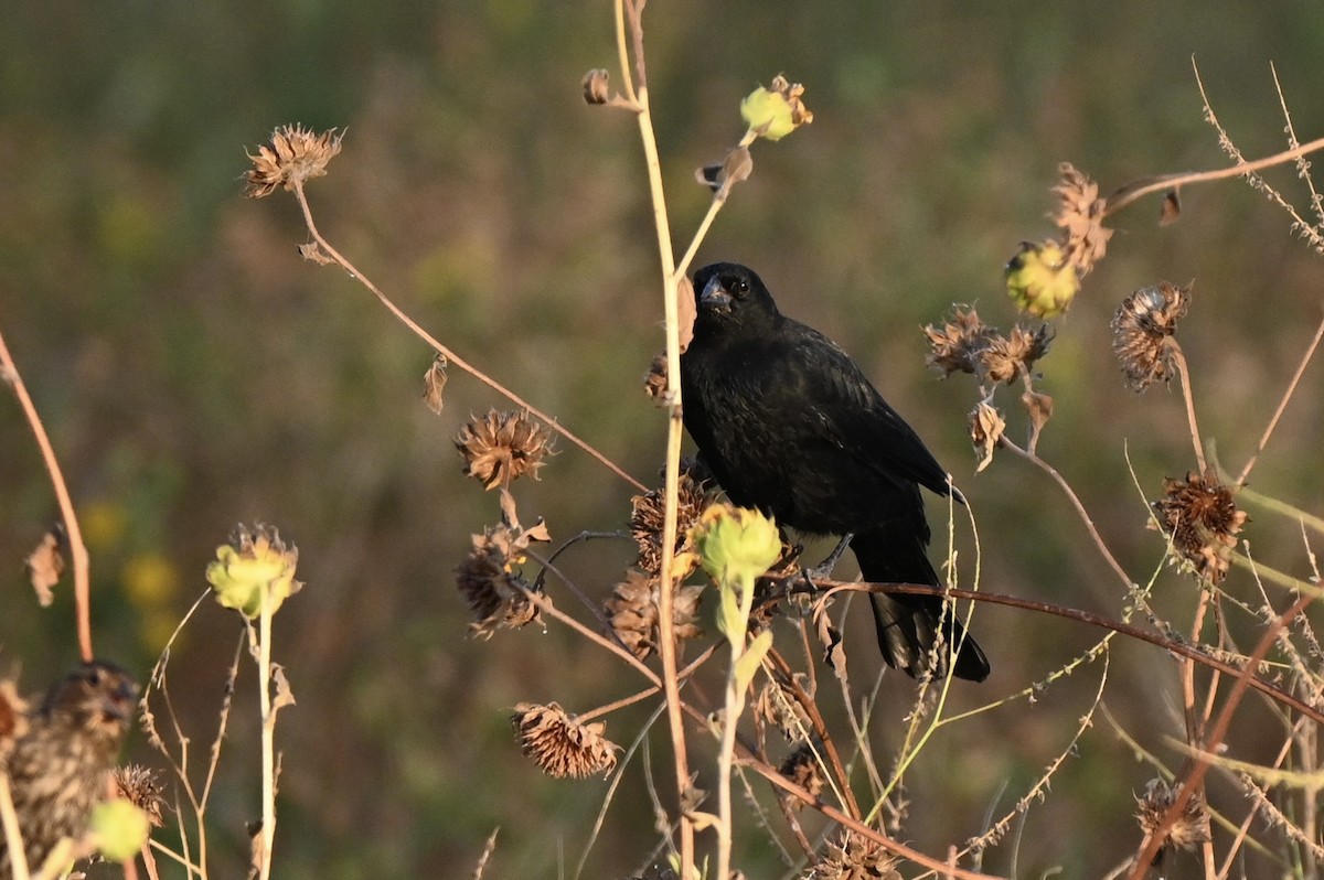 Red-winged Blackbird - ML641098411