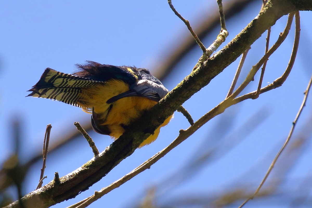 Gartered Trogon - ML641098414