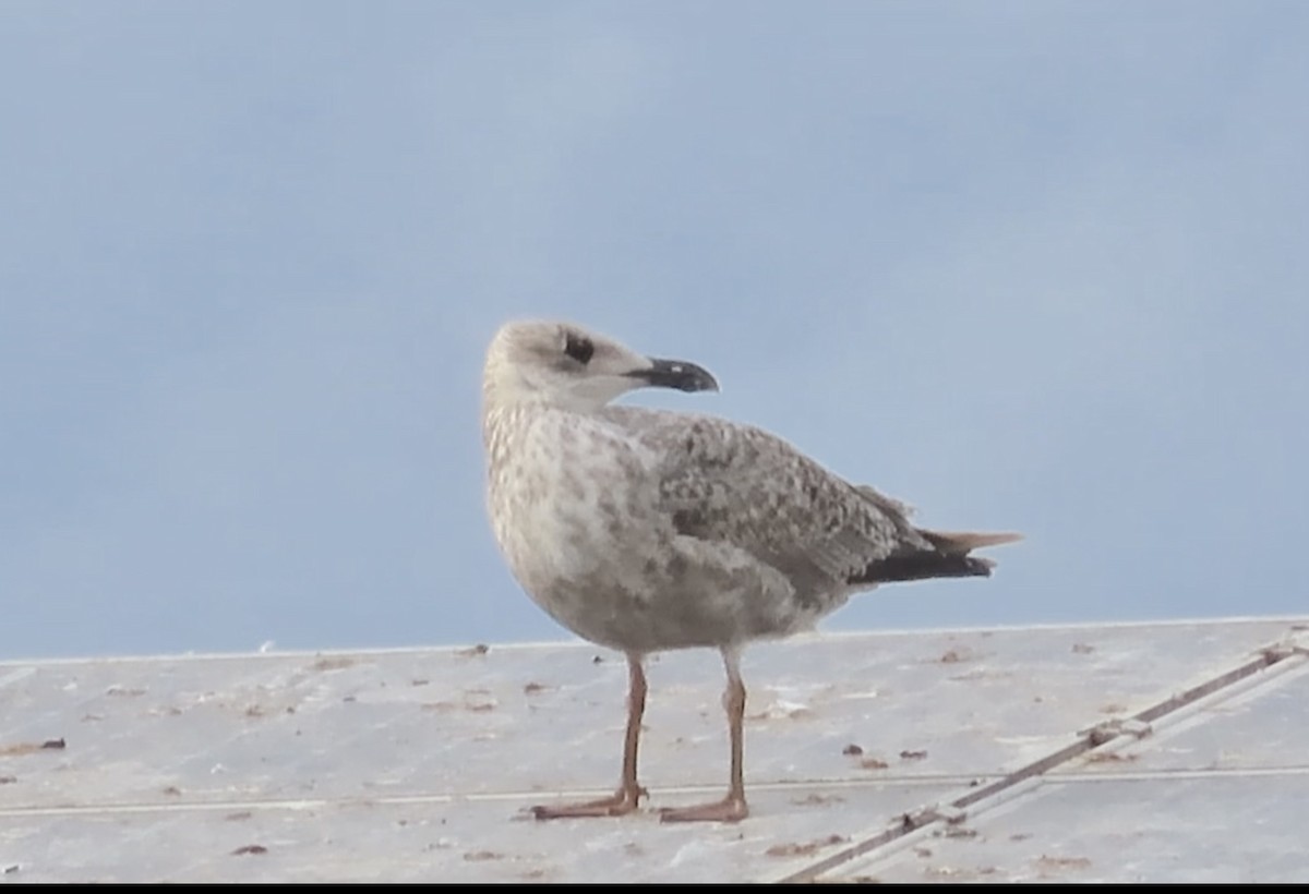Yellow-legged Gull - ML641098418