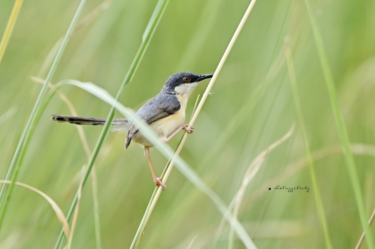 Ashy Prinia - ML641098420