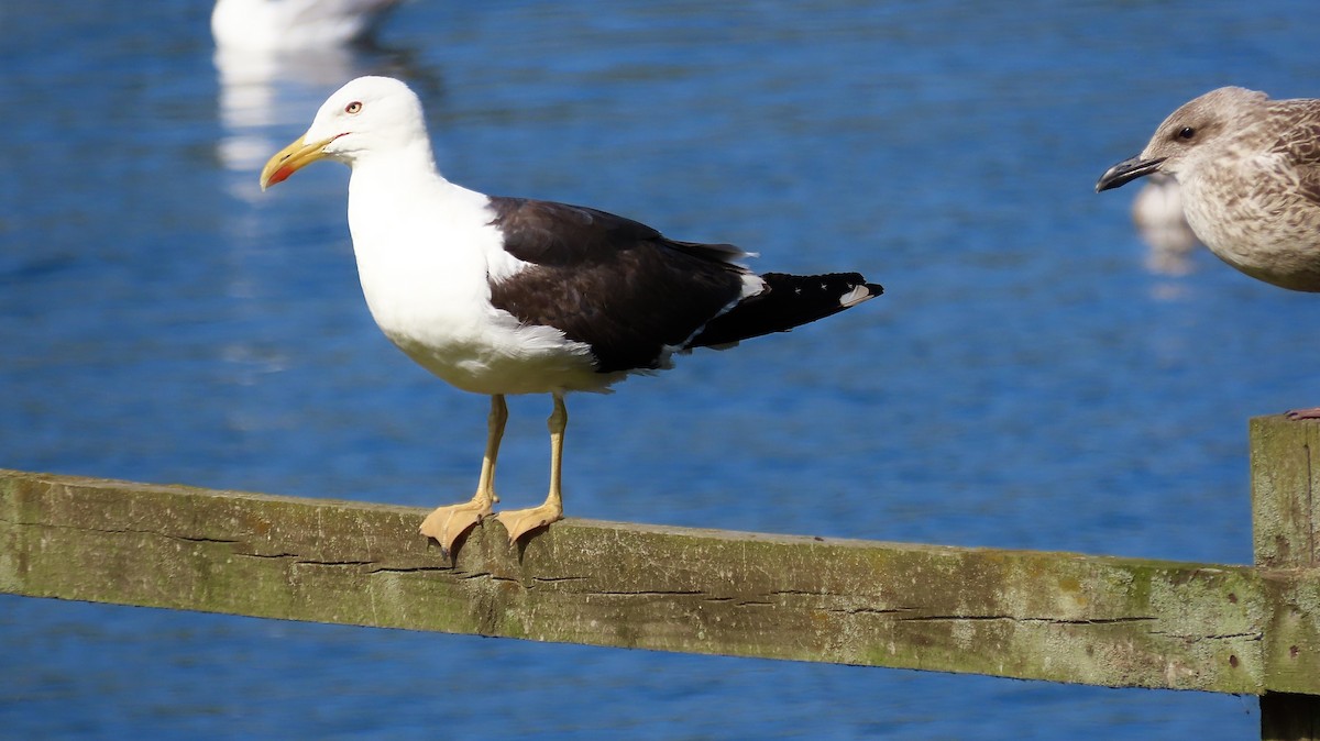 Lesser Black-backed Gull - ML641098426