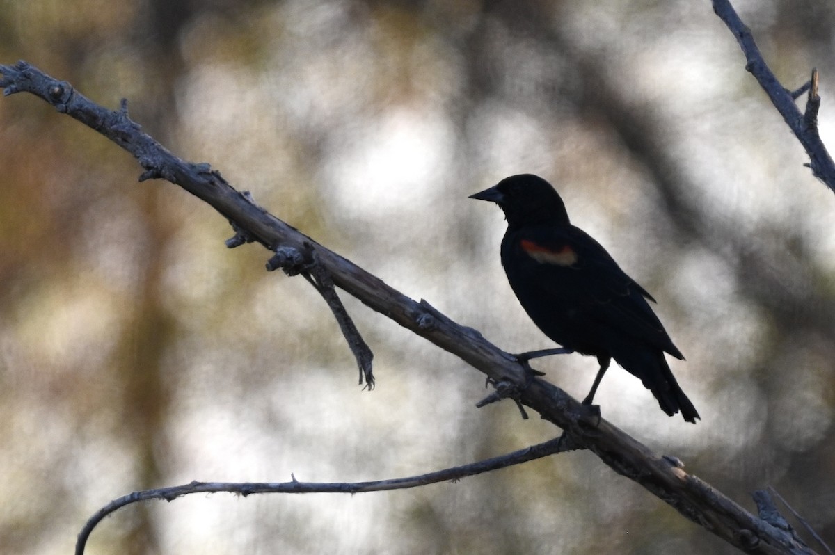 Red-winged Blackbird - ML641098432