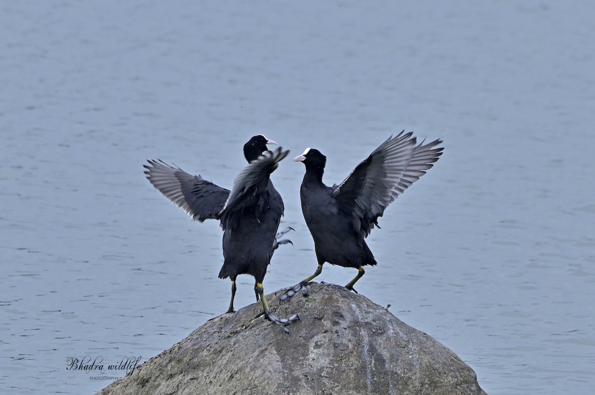 Eurasian Coot - ML641098437