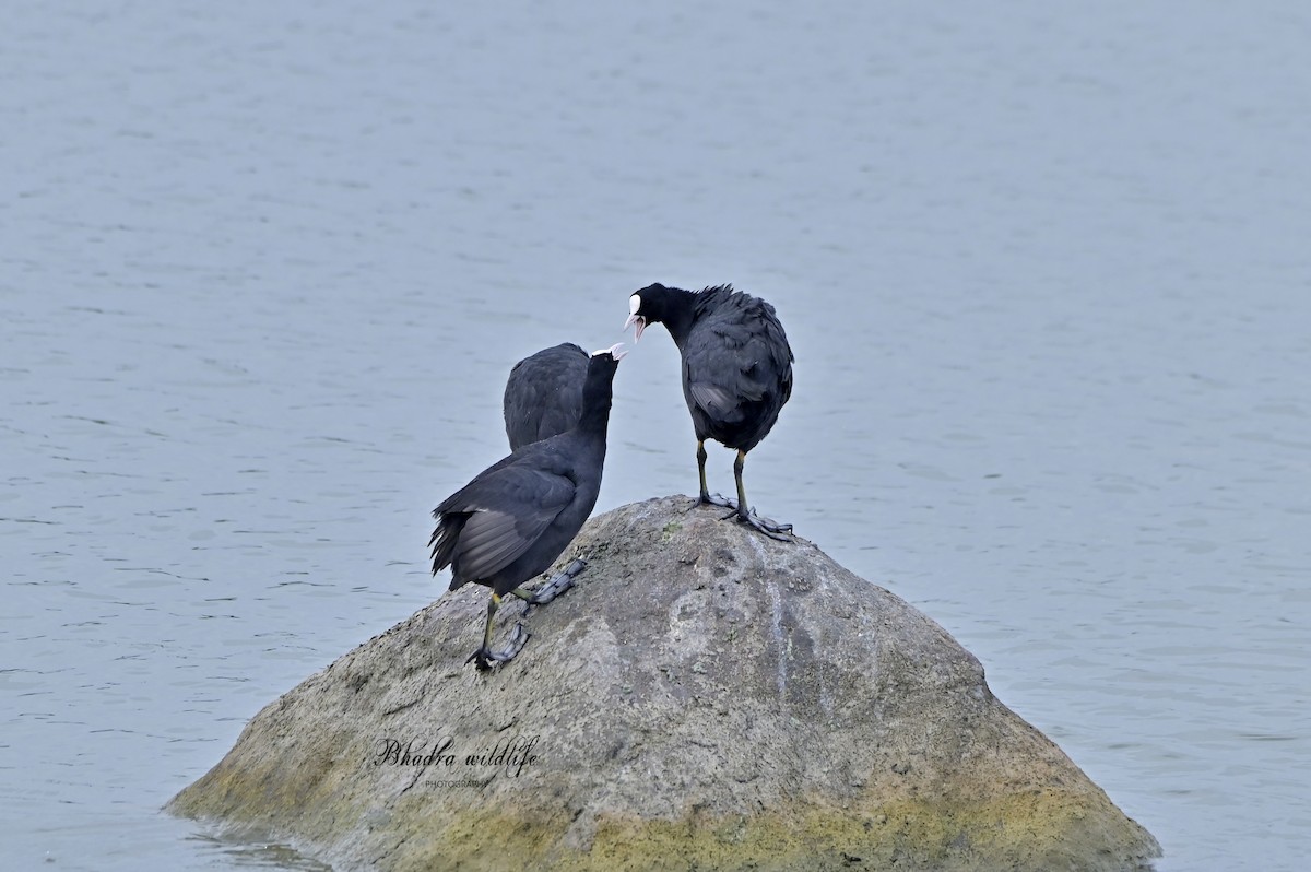 Eurasian Coot - ML641098438
