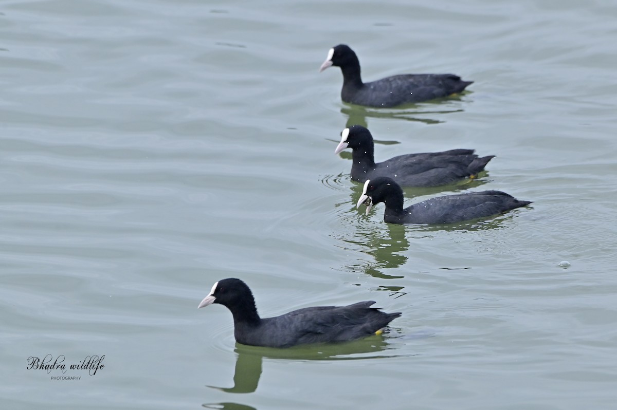 Eurasian Coot - ML641098439