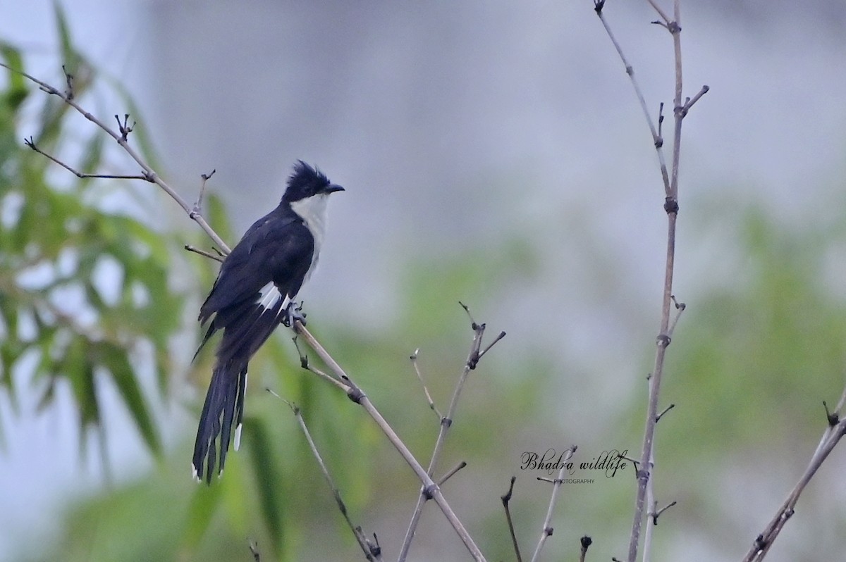 Pied Cuckoo - ML641098441