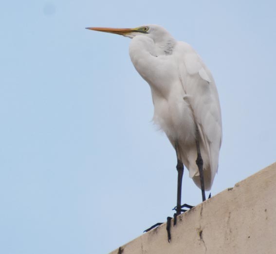 Great Egret - ML641098444