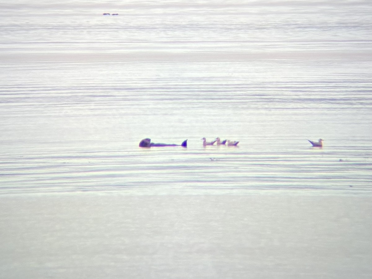 Short-billed Gull - ML641098448