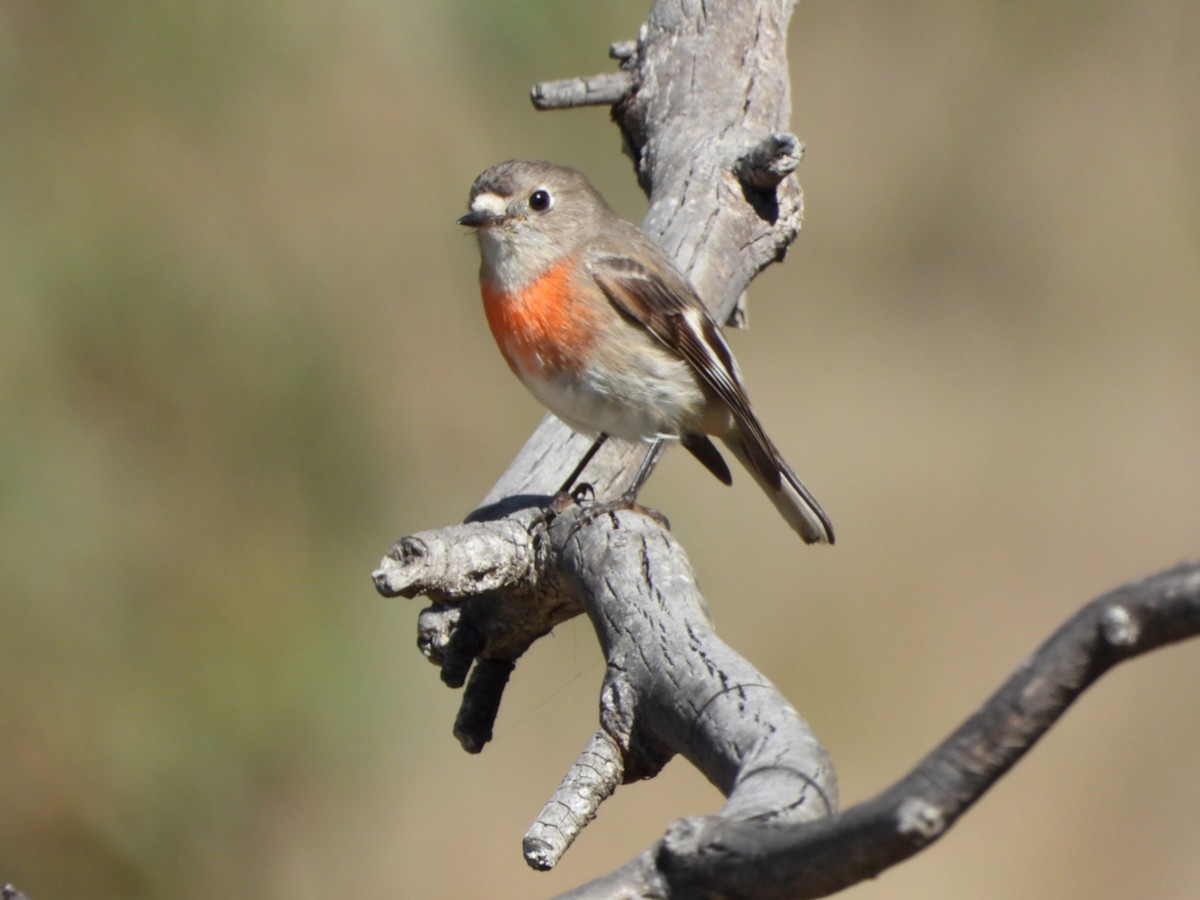 Scarlet Robin - ML641098456