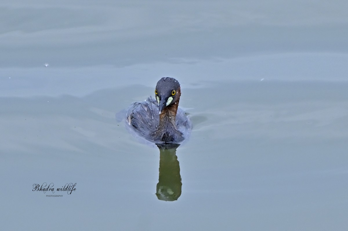 Little Grebe - ML641098457