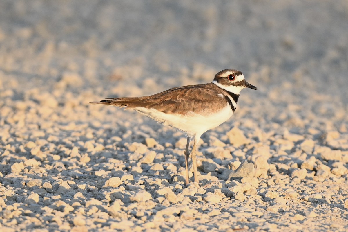 Killdeer - ML641098462
