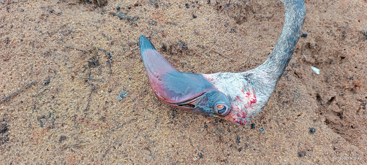 Lesser Flamingo - ML641098466