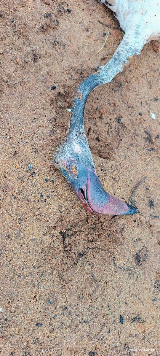 Lesser Flamingo - ML641098467