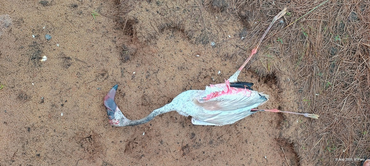 Lesser Flamingo - ML641098469